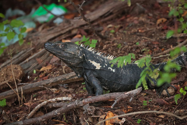 ...or this Western Spiny-tailed Iguana (Ctenosaura pectinata)