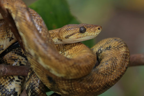 Pacific Tree Boa (Corallus ruschenbergerii)