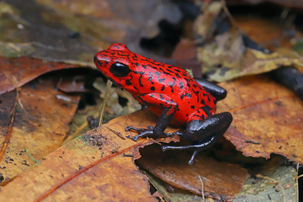 Strawberry Poison Dart Frog (Oophaga pumilio) 