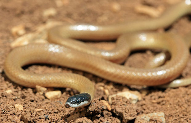 Palestine Kukri Snake (Rhynchocalamus melanocephalus)