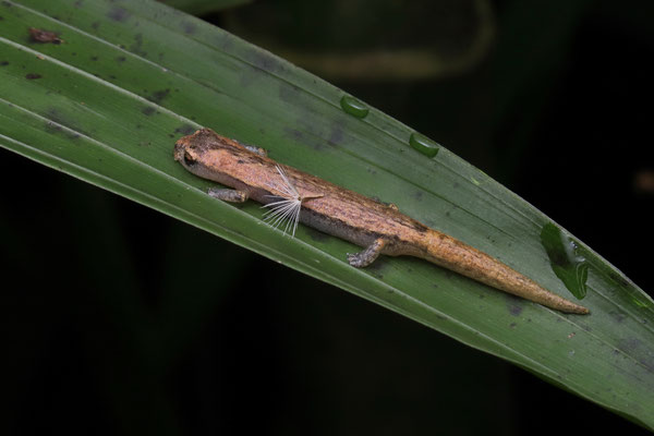 Southern Banana Salamander (Bolitoglossa occidentalis)