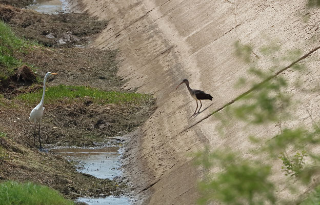 White Ibis (Eudocimus albus) juvenile and an Egret.