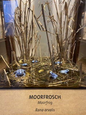 Inside the museum the Moor Frogs are already breeding.