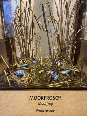 Inside the museum the Moor Frogs are already breeding.