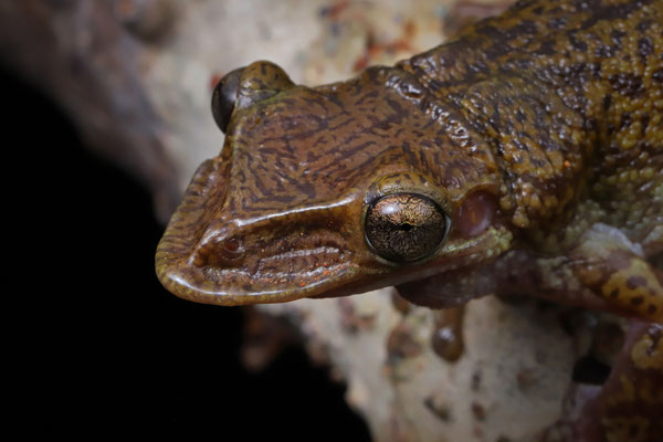 These strange-looking frogs use their extraordinary skull to close of any small hole they hide in during the dry season.