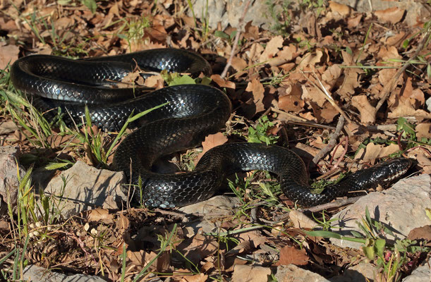 2m Black Whip Snake (Dolichophis jugularis)