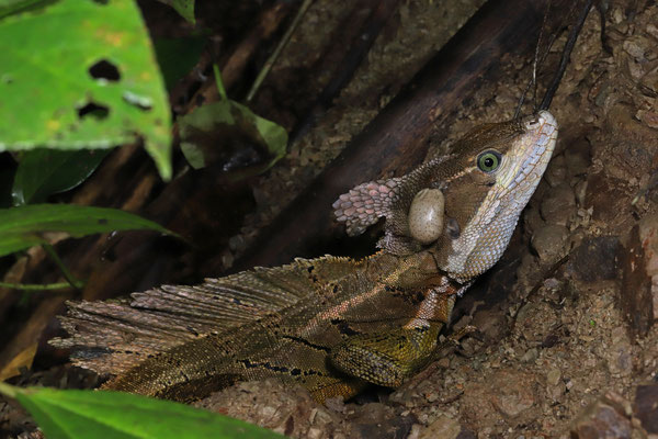 Brown Basilisk (Basiliscus basiliscus) male with some jaunty headgear.