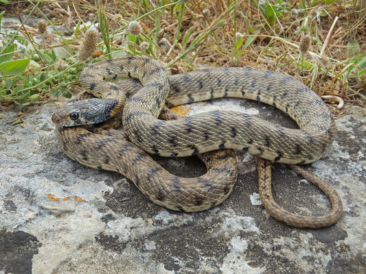 Algerian Whip Snake (Hemorrhois algirus) male