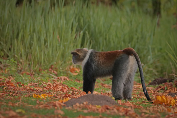 Diademed Monkey (Cercopithecus mitis)