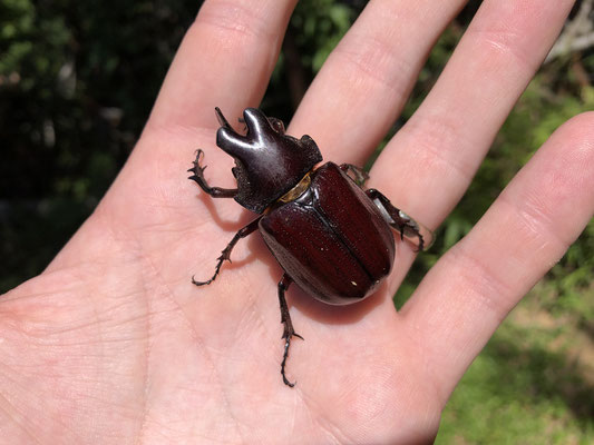 Rhinoceros Beetle (Coelosis biloba)