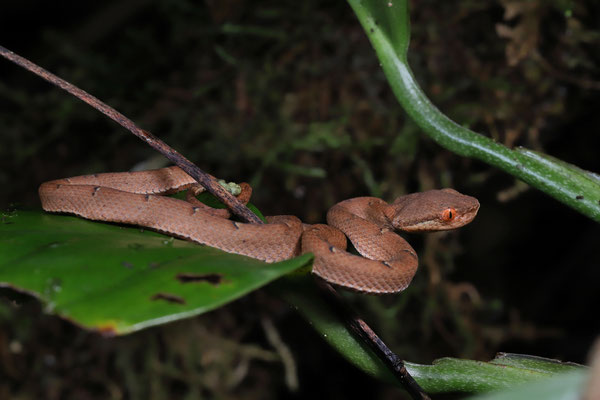Side-striped Palm Pitviper (Bothriechis lateralis) baby