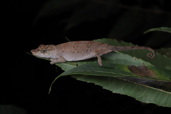 Hofreiter's Chameleon (Calumma hofreiteri) female