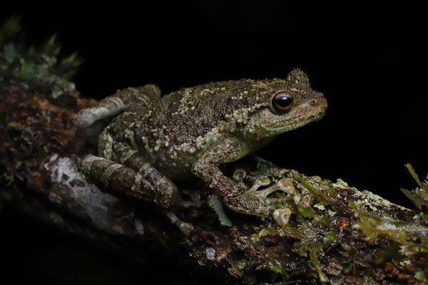 Boulenger's Giant Treefrog (Platypelis grandis)