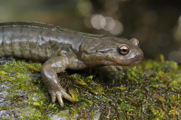 Central Asian Salamander (Ranodon sibiricus)