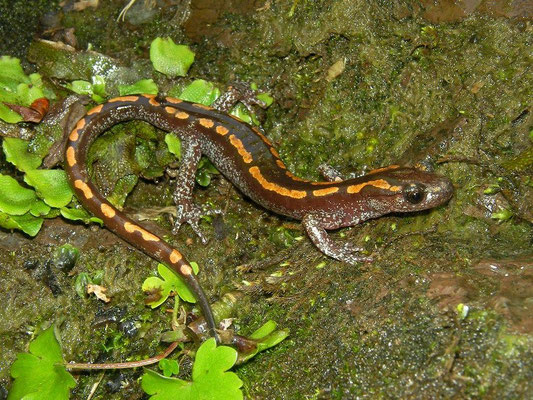 Caucasian Salamander (Mertensiella caucasica) male