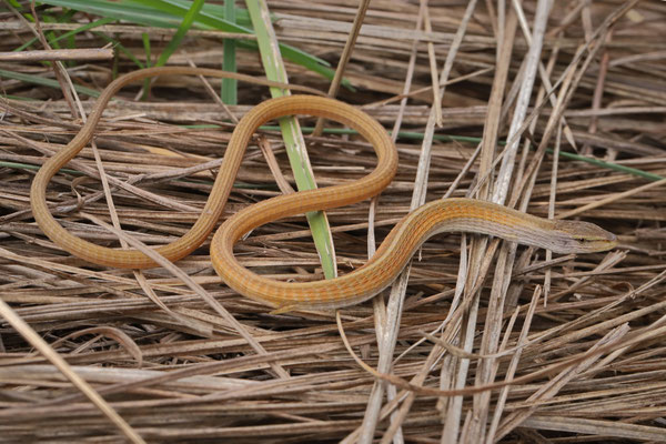 East African Highland Grass Lizard (Chamaesaura tenuior) male with aberrant colouration