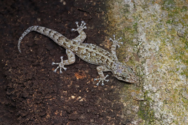 Yellowbelly Leaf-toed Gecko (Phyllodactylus tuberculosus)