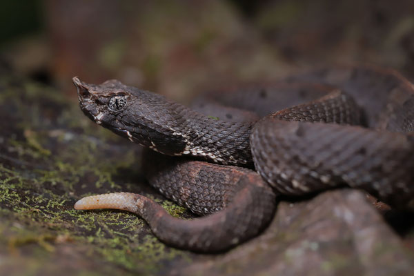 White-tailed Hognosed Pitviper (Porthidium porrasi)