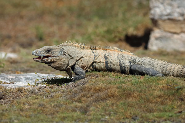 Black Spiny-tailed Iguana (Ctenosaura similis)