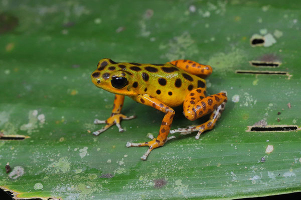 Strawberry Poison Dart Frog (Oophaga pumilio) "Colon"