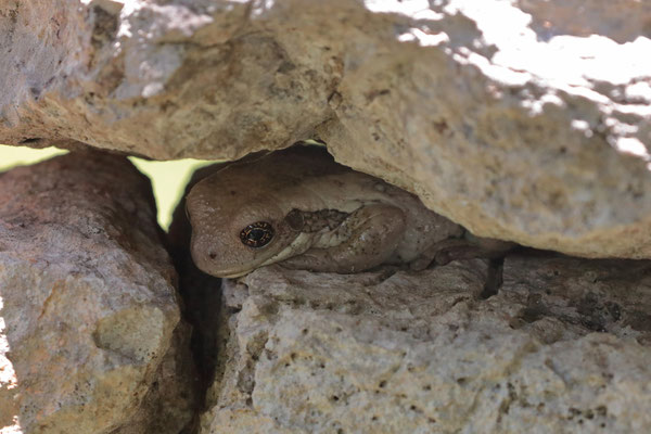 Central American Milk Frog (Trachycephalus typhonius) hiding in a rock wall.