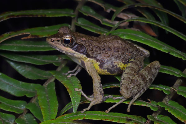 Fort Madagascar Frog (Mantidactylus femoralis) 