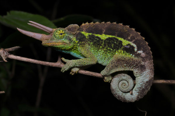 Jackson's Three-horned Chameleon (Trioceros jacksonii) male