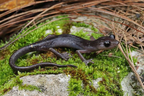 Jaguar Salamander (Pseudoeurycea jaguar)