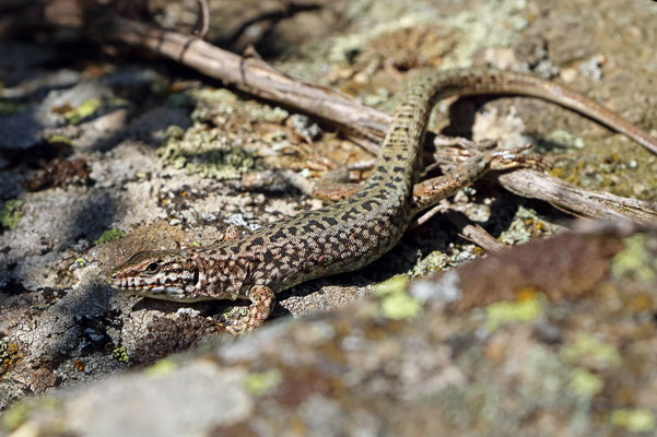 Erhard's Wall Lizard (Podarcis erhardii)