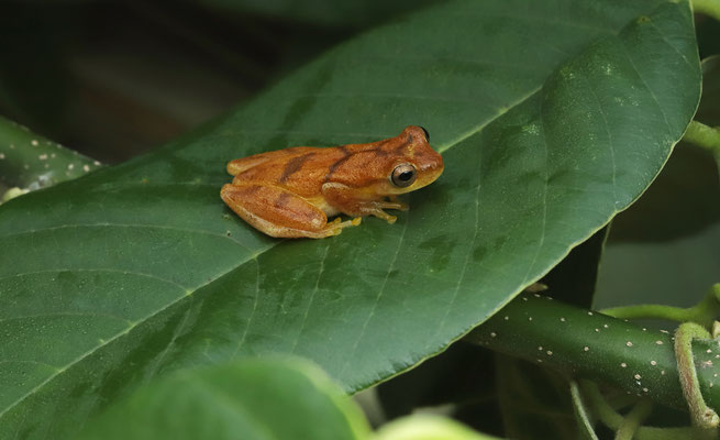 Small-headed Treefrog (Dendropsophus microcephalus)