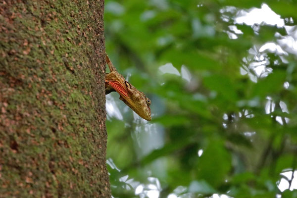 Jeweled Giant Canopy Anole (Anolis insignis) male