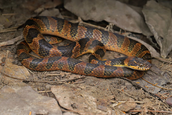 Southwestern Cat-eyed Snake (Leptodeira maculata)