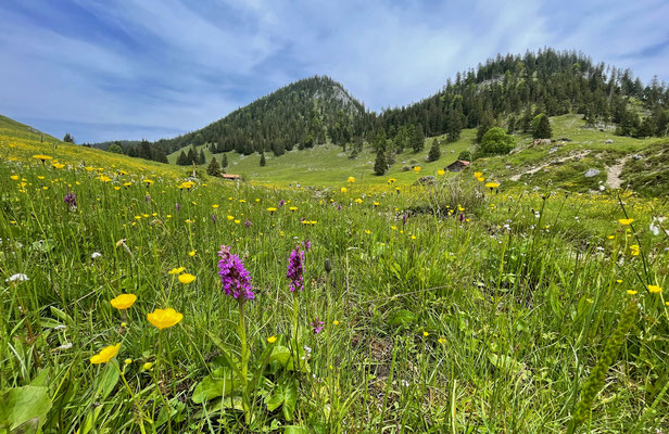 Orchid-rich meadows.