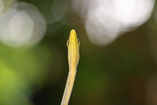 Gulf Coast Vine Snake (Oxybelis potosiensis) 