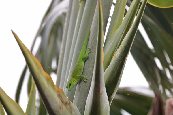 Madagascar Giant Day Gecko (Phelsuma grandis) high in the top of a Traveller's Palm, undeterred by the rain.