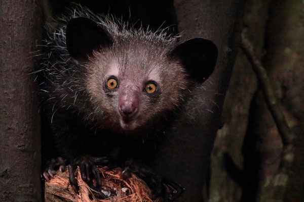 Aye-aye (Daubentonia madagascariensis)
