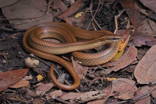 Yellow-bellied Snake (Coniophanes fissidens)