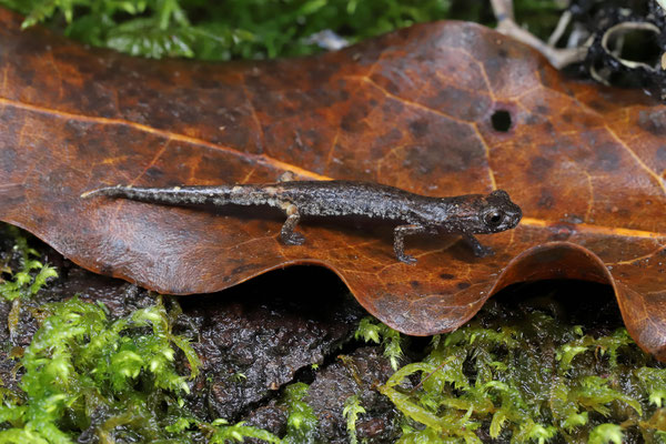 Claw-toothed Salamander (Pseudoeurycea unguidentis) baby