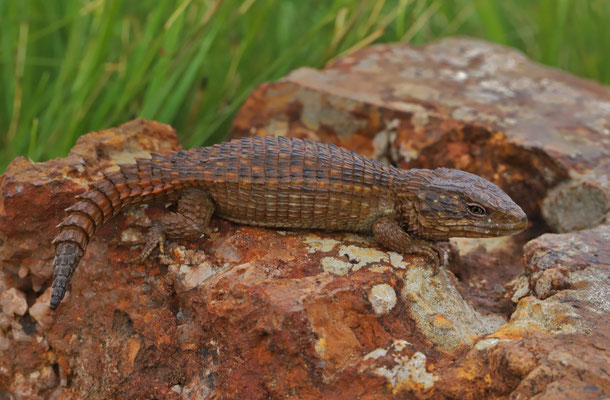 Common Girdled Lizard (Cordylus vittifer)