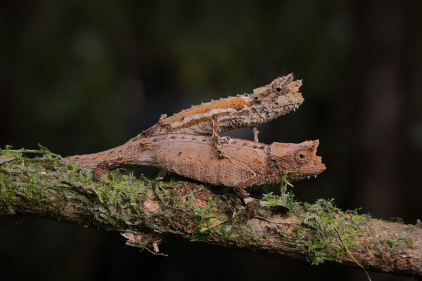 Domergue's Leaf Chameleon (Brookesia thieli) couple