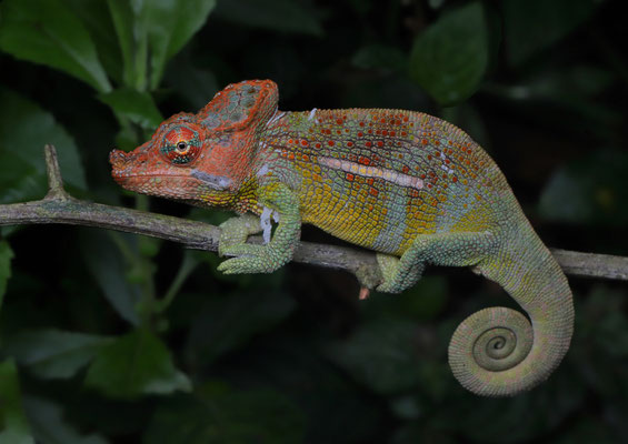 This Hanang Hornless Chameleon (Kinyongia uthmoelleri) was possibly my favourite chameleon of the trip.
