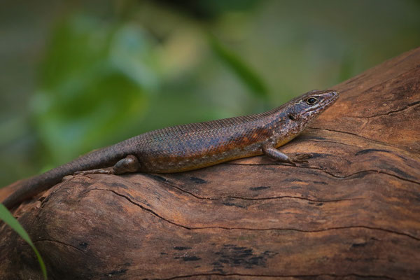Speckle-lipped Skink (Trachylepis maculilabris)