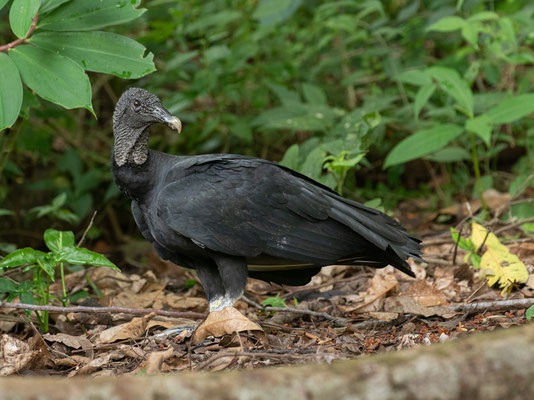 Black Vulture (Coragyps atratus) © Jasper Boldingh