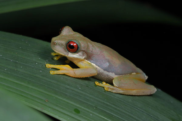Rufous-eyed Brook Tree Frog (Duellmanohyla rufioculis) female