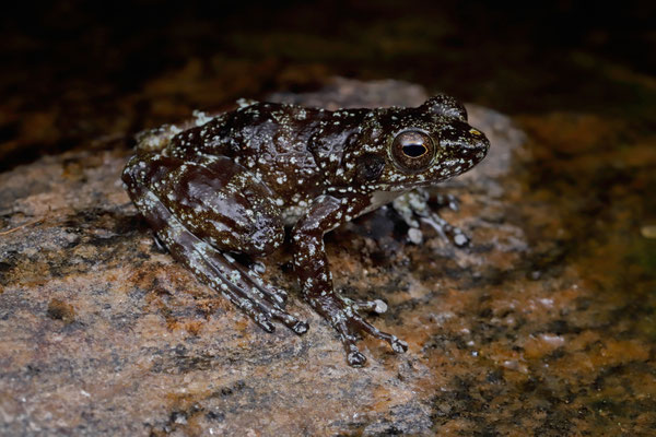 Cowan's Madagascar Stream Frog (Mantidactylus cowani) 