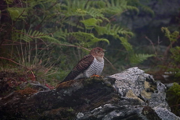 Eurasian cuckoo (Cuculus canorus)
