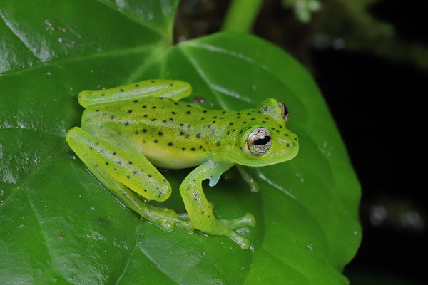 Emerald Glass Frog (Espadarana prosoblepon)