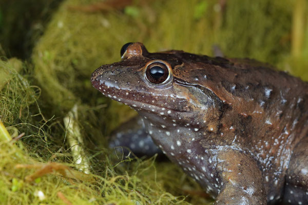 Hula Painted Frog (Latonia nigriventer) male