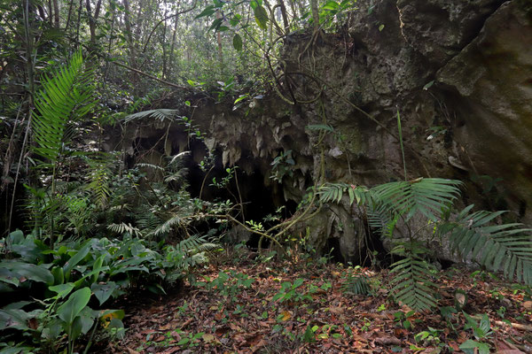 The beautiful karstic forest is always a hard place to herp.