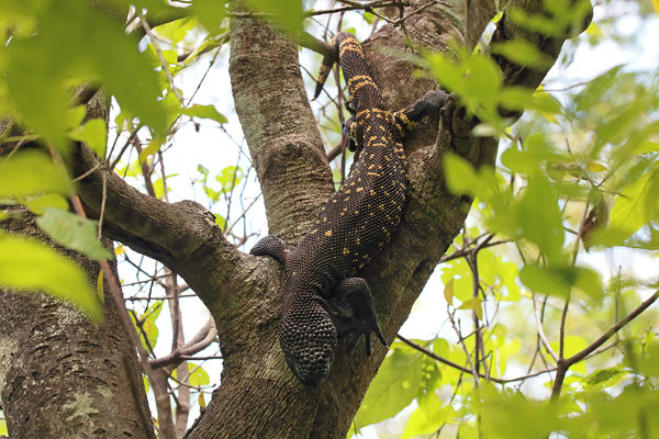 Guatemalan Beaded Lizard (Heloderma charlesbogerti) basking in a tree after a night with heavy rainfall.